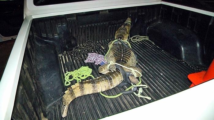 Jacaré chegando no IBAMA em Parnaíba.  (Crédito: Kairo Amaral)