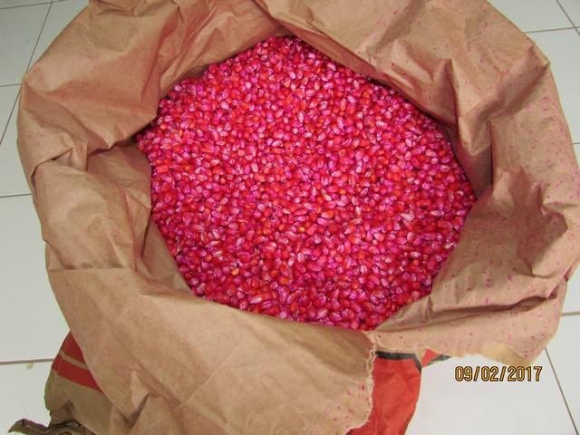 Dr.Zé Maria Distribui Sementes de MIlho - Imagem 1