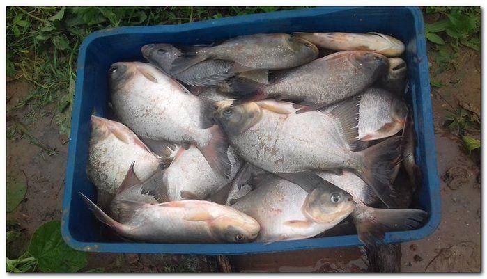 Famílias do Município de Inhuma recebem Cestas com Alimentos - Imagem 27