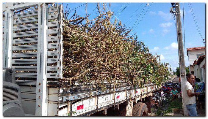 Prefeito Silva Júnior e Sec. Erivan Almondes distribui sementes - Imagem 2
