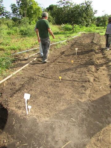 Prefeitura de Ipiranga Realiza Parceria Para Produção de Alho - Imagem 48