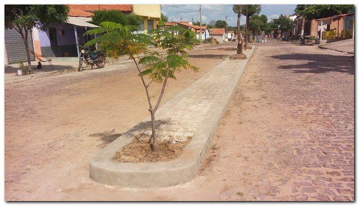Avenida Castelo Branco passa por reforma e podagem  - Imagem 13