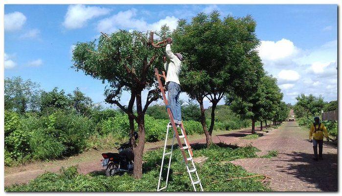Avenida Castelo Branco passa por reforma e podagem  - Imagem 6