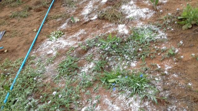 Secretário de Agricultura e EMATER de DEL participam de capacitação - Imagem 67