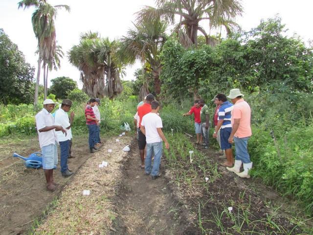 Projeto de Revitalização do Alho Realizou Capacitação - Imagem 45