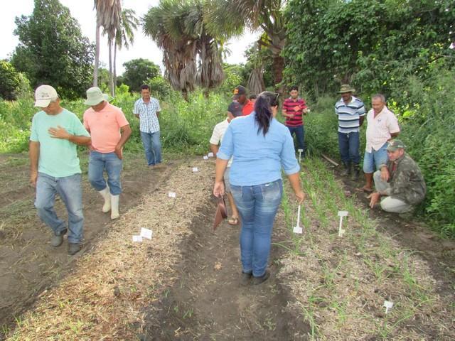 Projeto de Revitalização do Alho Realizou Capacitação - Imagem 31