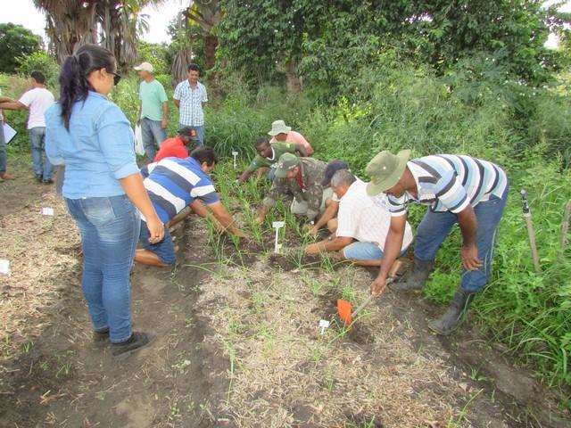 Projeto de Revitalização do Alho Realizou Capacitação - Imagem 39