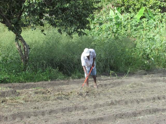 Projeto de Revitalização do Alho Realizou Capacitação - Imagem 70