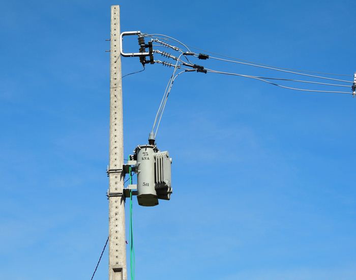 Jegue Pipa: antes em extinção, agora comum em Pedro II  - Imagem 9