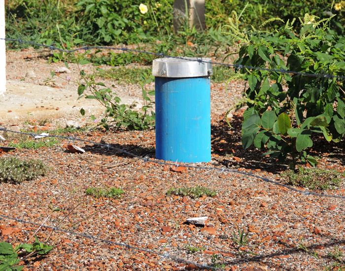 Jegue Pipa: antes em extinção, agora comum em Pedro II  - Imagem 11