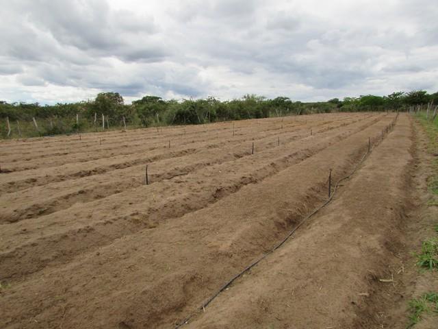 Equipe da EMBRAPA Brasília Realizou Visita Técnica em Ipiranga - Imagem 42