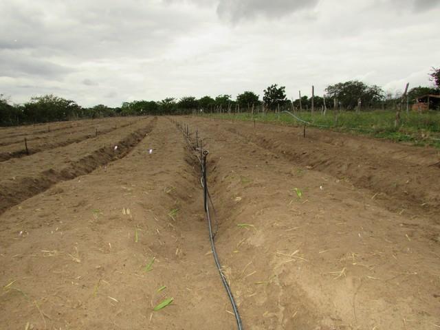 Equipe da EMBRAPA Brasília Realizou Visita Técnica em Ipiranga - Imagem 53