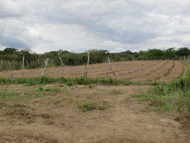 Equipe da EMBRAPA Brasília Realizou Visita Técnica em Ipiranga - Imagem 33