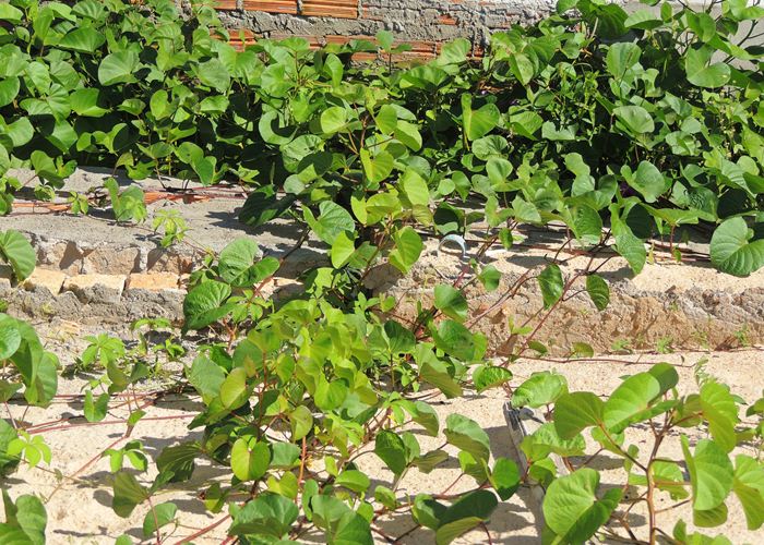 Prefeito Alvimar acompanha equipe da FUNDESPI em visita ao estádio - Imagem 14