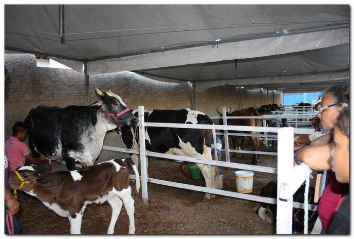 34° Concurso de Gado Leiteiro - Imagem 9