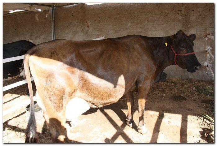 34° Concurso de Gado Leiteiro - Imagem 19
