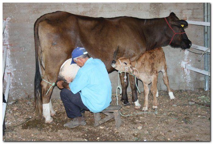 34° Concurso de Gado Leiteiro - Imagem 4