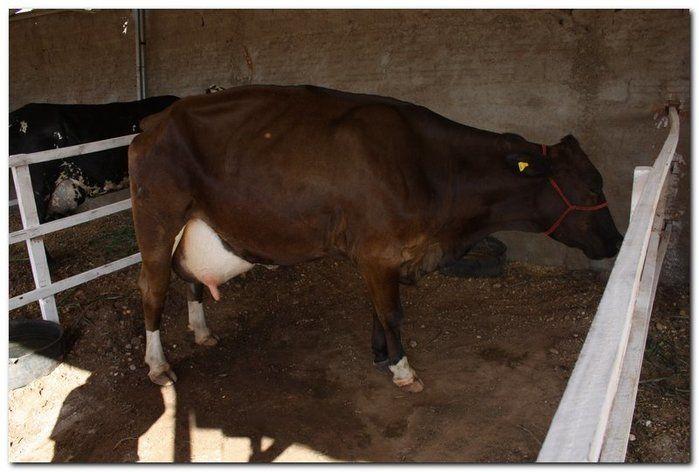 34° Concurso de Gado Leiteiro - Imagem 24