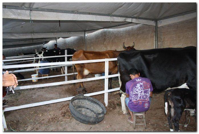 34° Concurso de Gado Leiteiro - Imagem 5