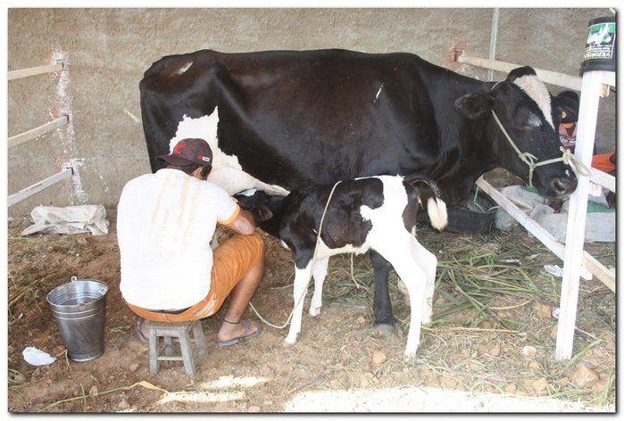 34° Concurso de Gado Leiteiro - Imagem 26