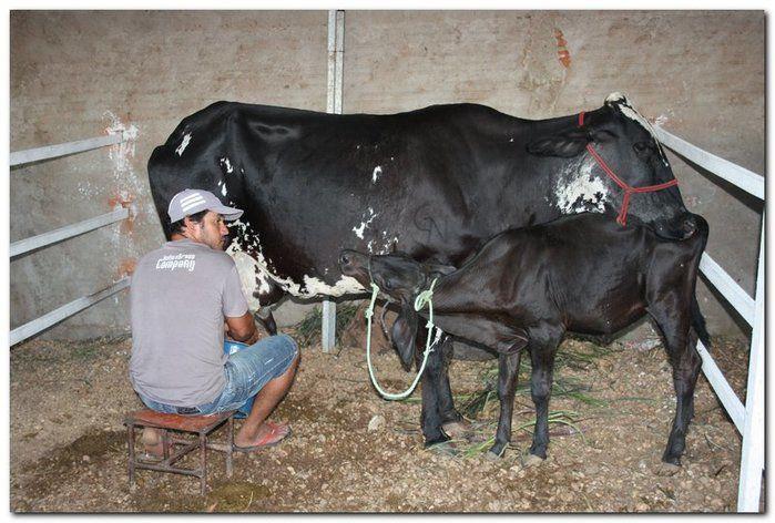 34° Concurso de Gado Leiteiro - Imagem 3