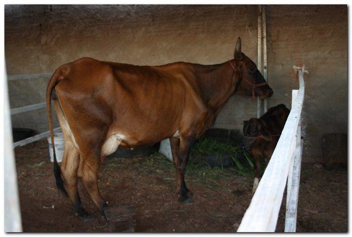34° Concurso de Gado Leiteiro - Imagem 6