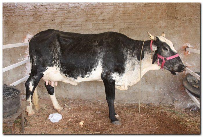 34° Concurso de Gado Leiteiro - Imagem 18