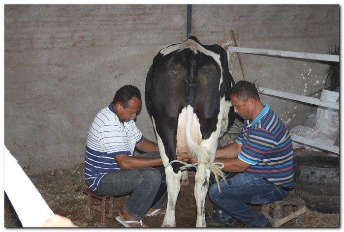 34° Concurso de Gado Leiteiro - Imagem 16