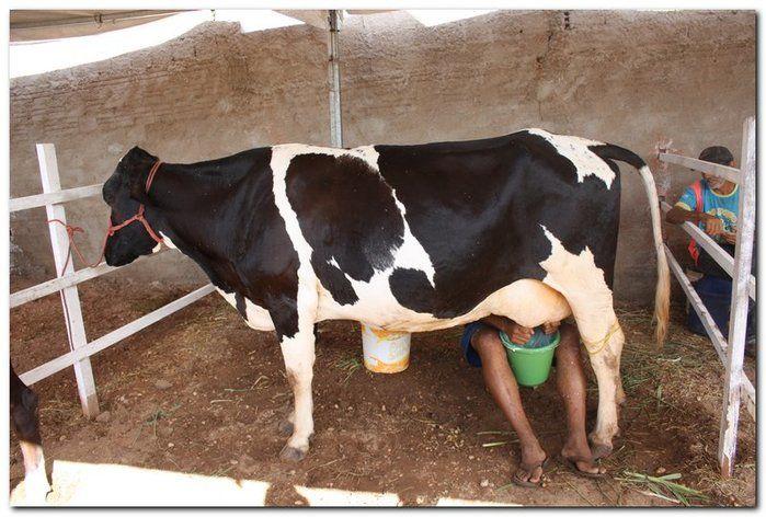 34° Concurso de Gado Leiteiro - Imagem 25