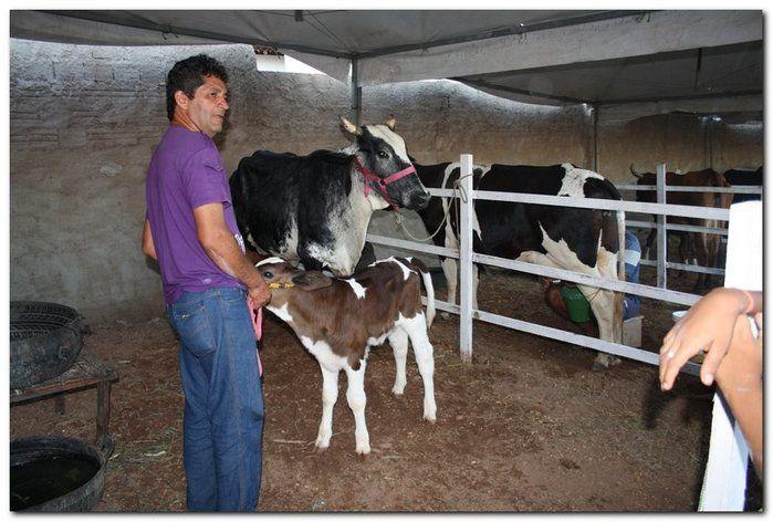34° Concurso de Gado Leiteiro - Imagem 8