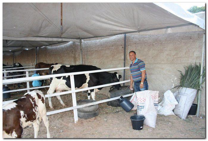 34° Concurso de Gado Leiteiro - Imagem 2