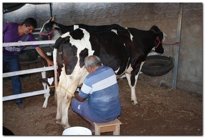 34° Concurso de Gado Leiteiro - Imagem 7