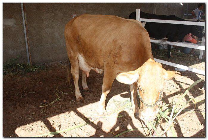 Comunidade inhumense comemora o aniversário da Cidade - Imagem 115