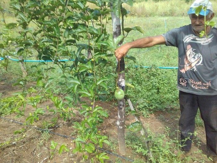 Assistência técnica qualificada melhorar a vida do produtor rural - Imagem 9