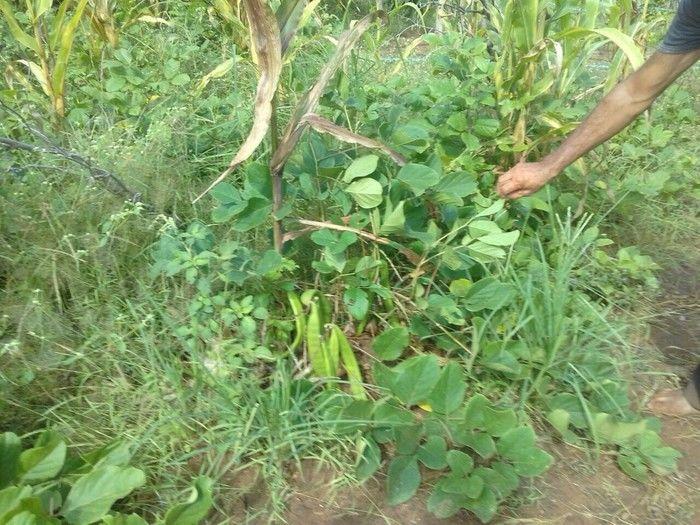 Assistência técnica qualificada melhorar a vida do produtor rural - Imagem 6