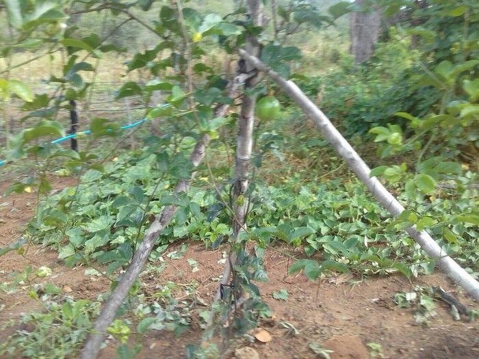 Assistência técnica qualificada melhorar a vida do produtor rural - Imagem 8