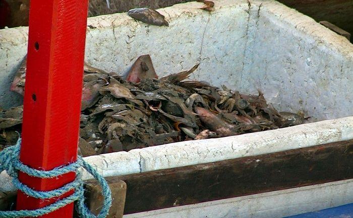 Barcos de pesca são apreendidos durante operação no litoral do PI - Imagem 4