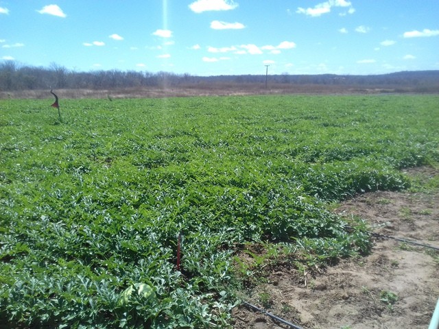 Colônia do Piauí recebe o Projeto “Sertão Irrigado” - Imagem 69