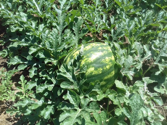 Colônia do Piauí recebe o Projeto “Sertão Irrigado” - Imagem 73