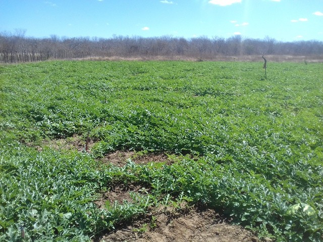 Colônia do Piauí recebe o Projeto “Sertão Irrigado” - Imagem 70