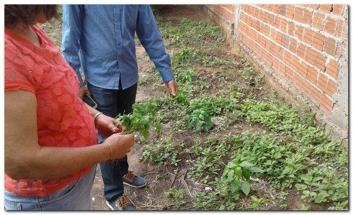 Profissionais faz acompanhamento da Horta Terapêutica  - Imagem 3