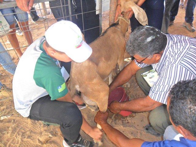 Prefeito participa do 1° Dia do Agricultor  - Imagem 27