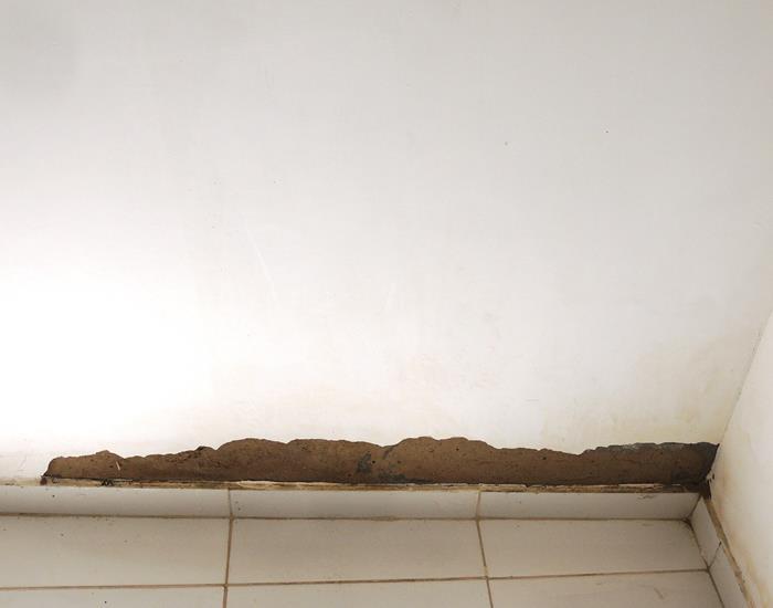 Município realiza ações na comunidade Palmeira dos Soares e região - Imagem 27