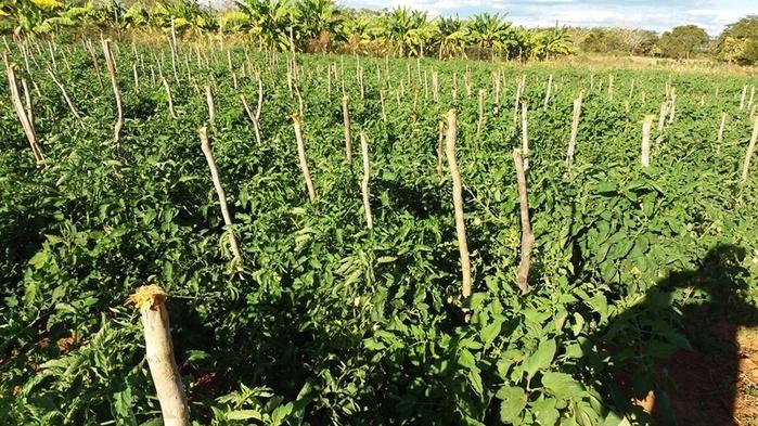 Agricultura Familiar em alta às margens do Rio Gurguéia  - Imagem 4