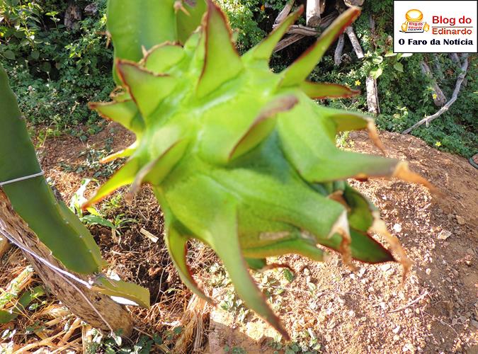 Pitáia ainda verde (Crédito: Edinardo Pinto)