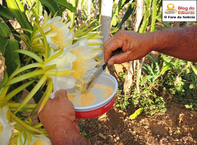 Seu Bombom fazendo a polinização (Crédito: Edinardo Pinto)