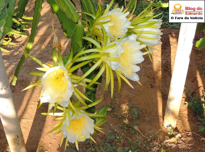 Flor da Pitáia (Crédito: Edinardo Pinto)