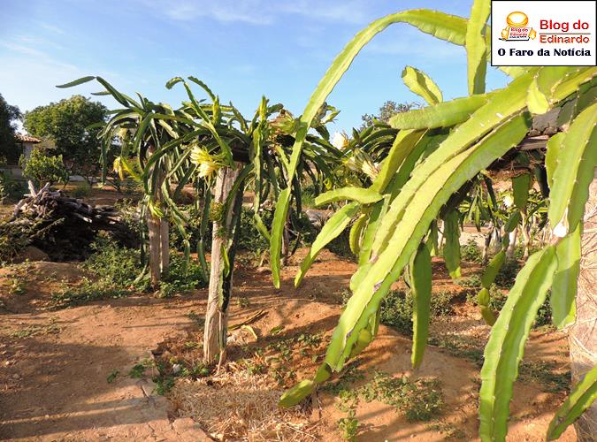 Pés de Pitáia (Crédito: Edinardo Pinto)