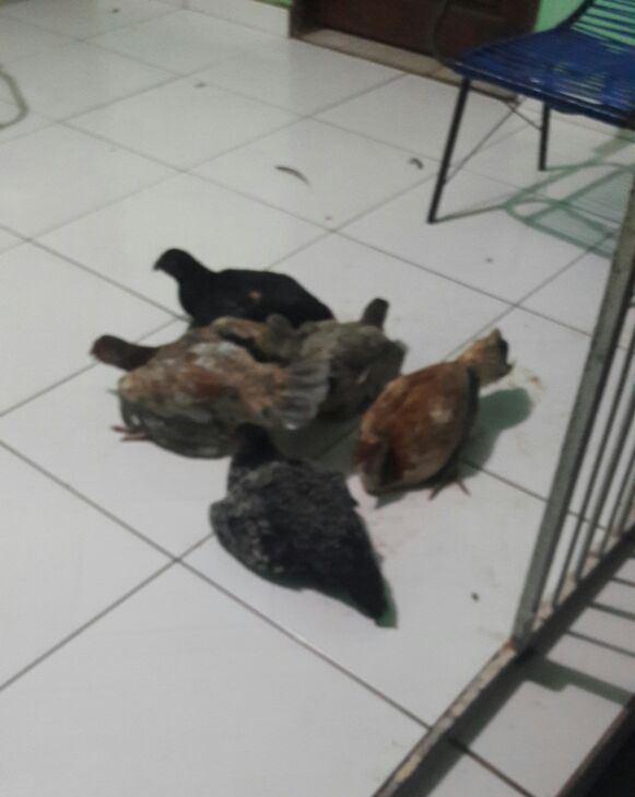 Galinha morta por picada de abelhas (Crédito: Renildo RS)