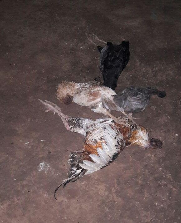 Galinha morta por picada de abelhas (Crédito: Renildo RS)